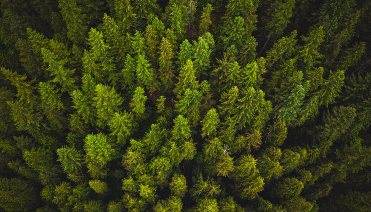 engagement RSE reforestation