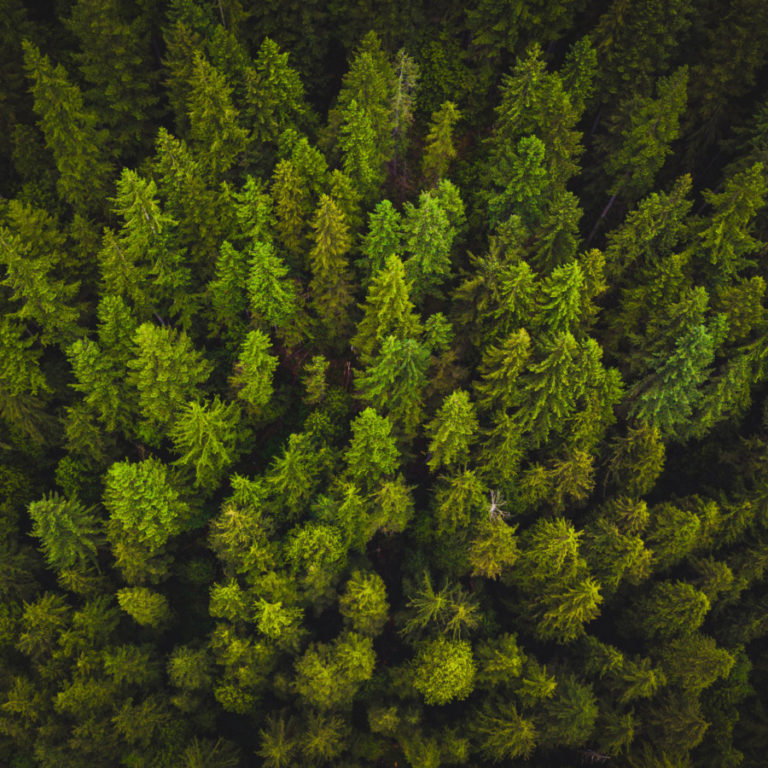 engagement RSE reforestation