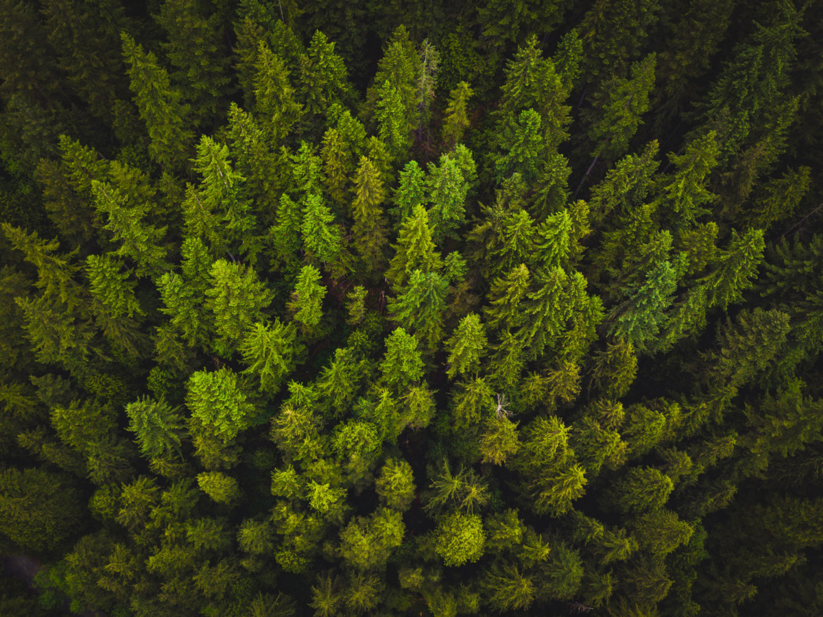 engagement RSE reforestation