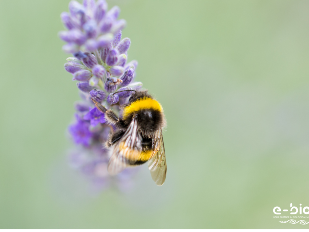 abeille qui butine une lavande