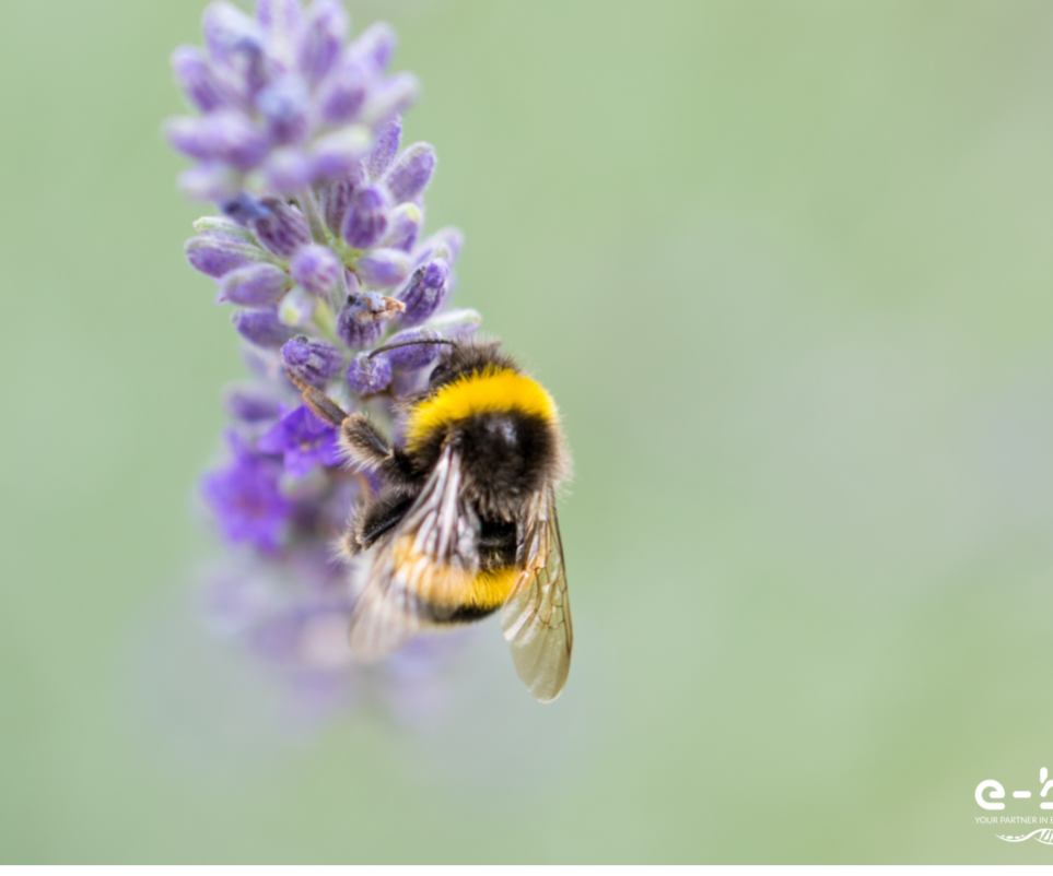 abeille abeille qui butine une lavande