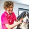 nathalie-simon Vétérinaire qui soigne un chien