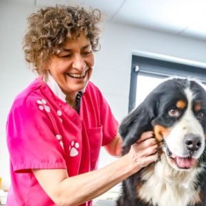 V&eacute;t&eacute;rinaire qui soigne un chien