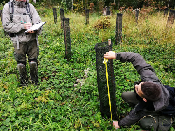 mesure des arbres par Trees for Future
