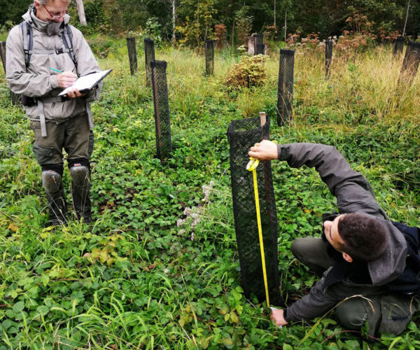 trees for future mesure des arbres par Trees for Future